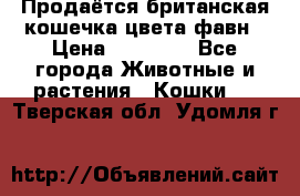 Продаётся британская кошечка цвета фавн › Цена ­ 10 000 - Все города Животные и растения » Кошки   . Тверская обл.,Удомля г.